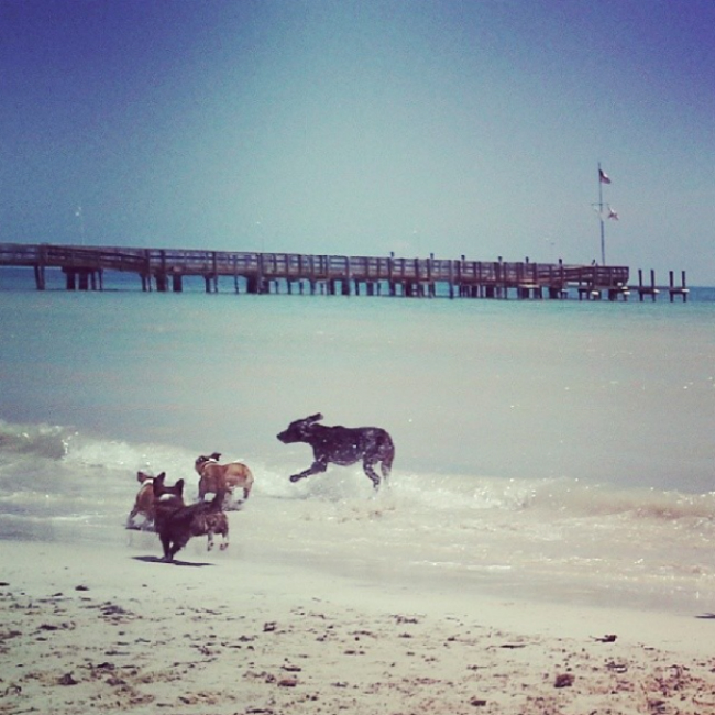 Key West Dog Beach