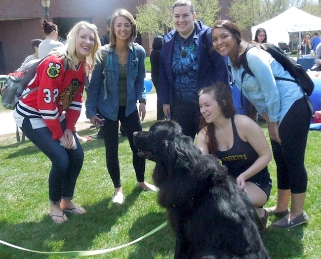 Marquette University Therapy Dogs