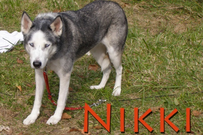 Nikki Siberian Husky Dog