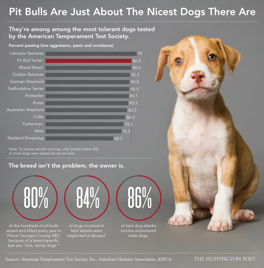 why are pit bulls so common?