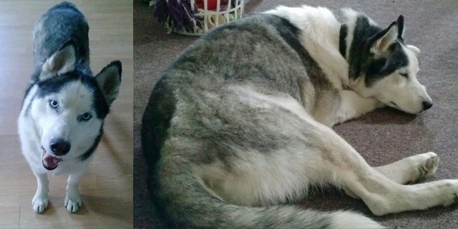 Siri Siberian Husky Dog