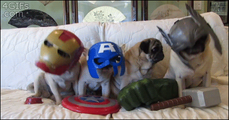 The Pugvengers review of Avengers Age of Ultron