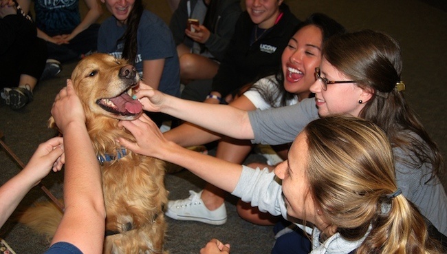 University of Connecticut Paws to Relax Dog Program