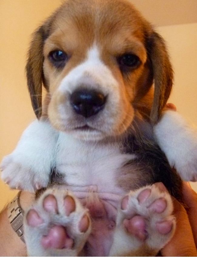 beagle paws