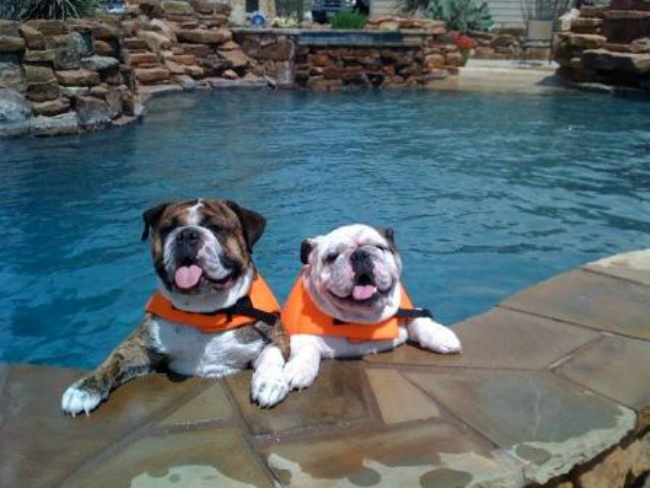 bulldog life jacket