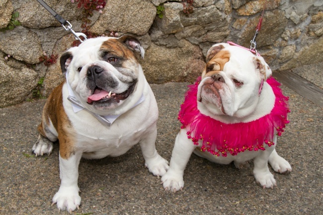 bulldogs wedding dress tux gender