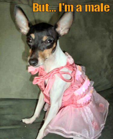 chihuahua pink dress