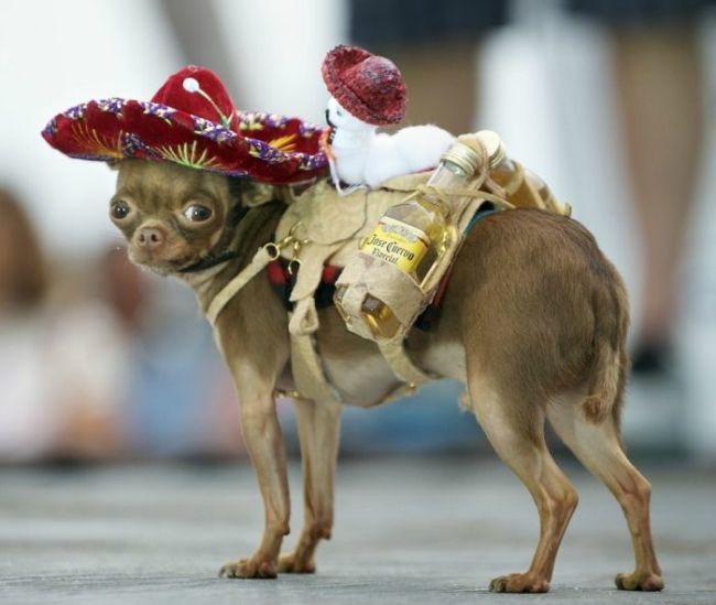 chihuahua tequila sombrero dog cute