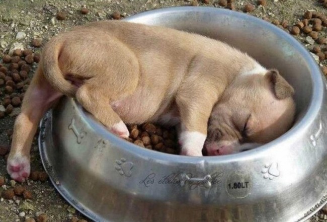 cute-dog-puppy-sleep-1