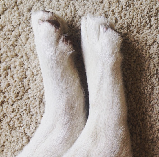 cute husky paws