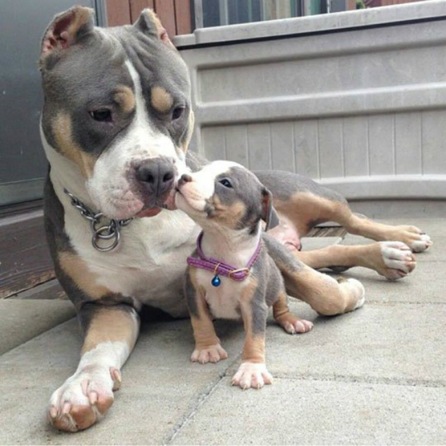 cute pit bull mom and baby puppy dogurl