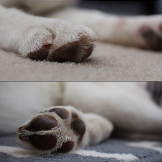 cute white dog paws