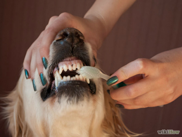 dog breath toothbrush