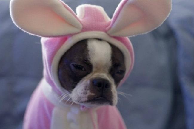 dog dressed like bunny boston