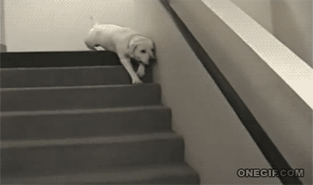 dog falling down stairs
