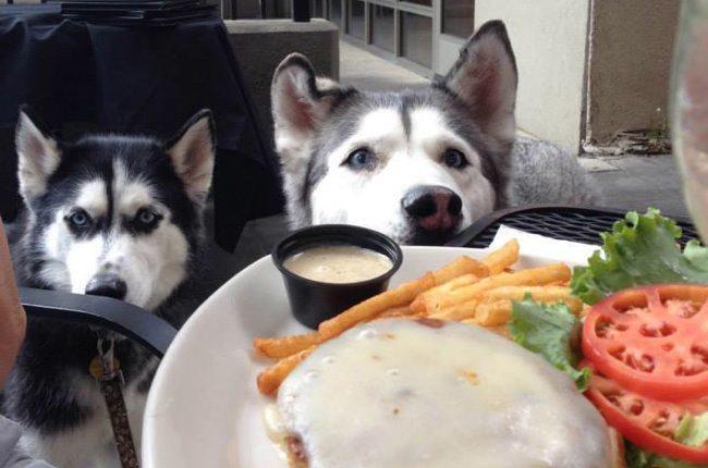 dog friendly restaurants 3