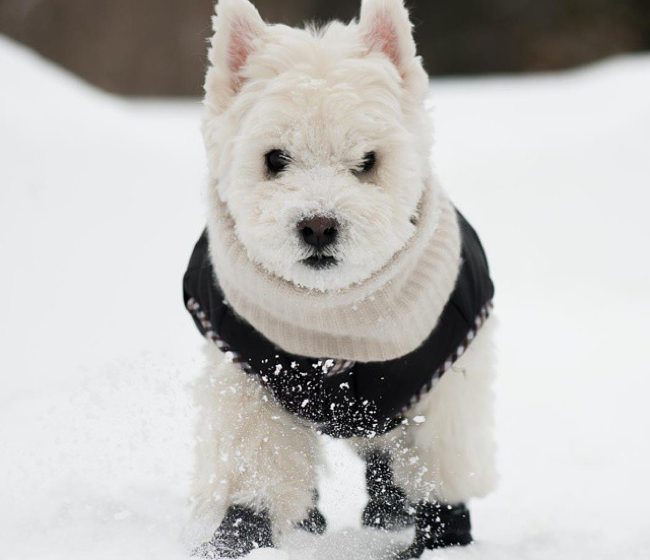 dog in sweater in winter