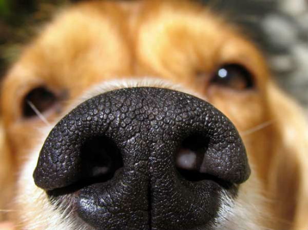 dog nose updated