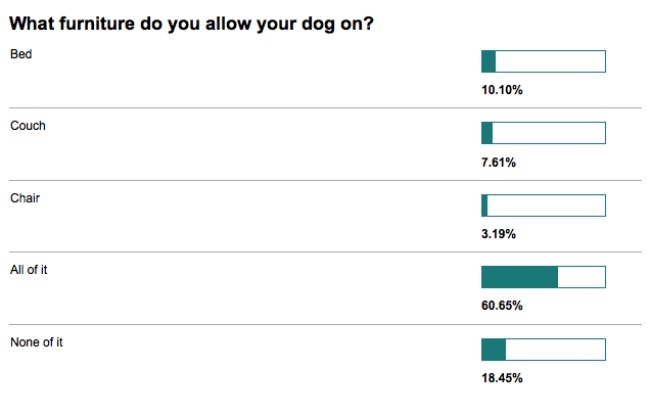 dog on furniture poll