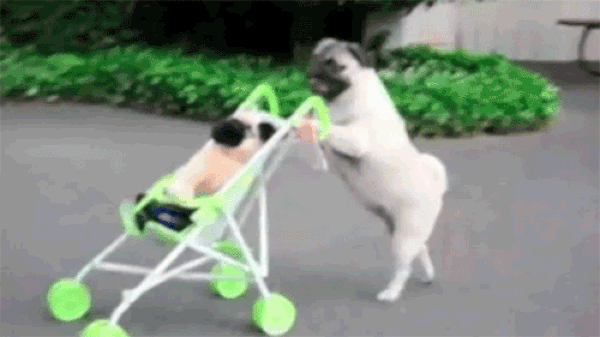 dog pushing stroller