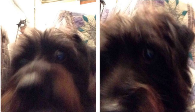 dog selfies