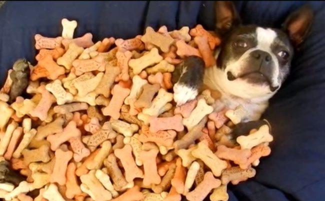 dog swimming in treats