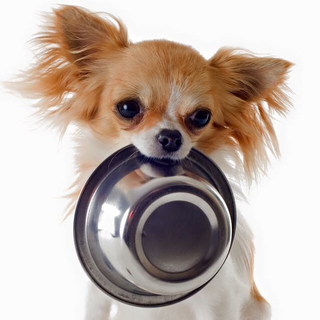dog with bowl 10
