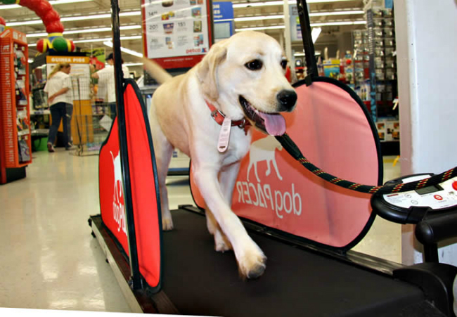 dogpacer_2-treadmill-for-dogs