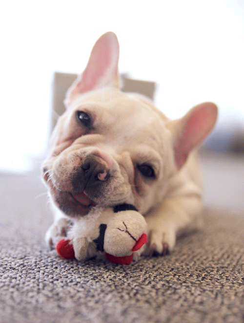 frenchie chewing