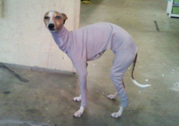 greyhound in sweat suit