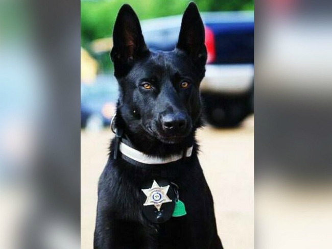 k9-police-dog-saves-cop-dog-sheriff