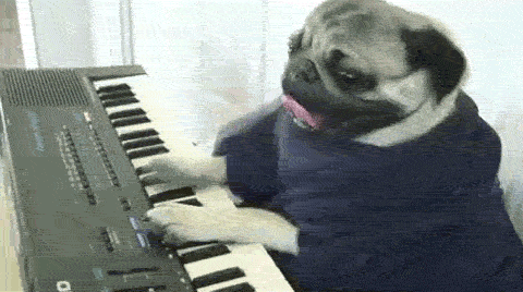 pug-playing-piano