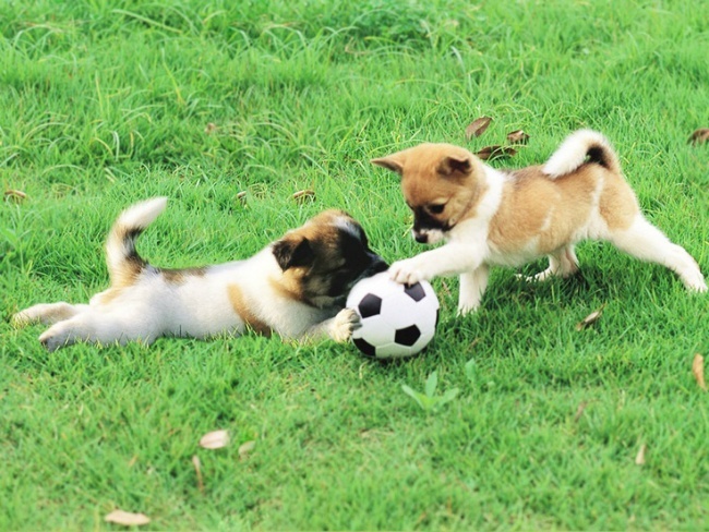 puppies soccer