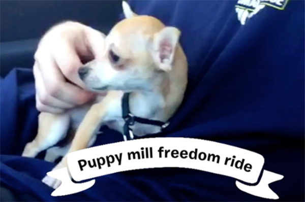 puppy-mill-freedom-ride-8