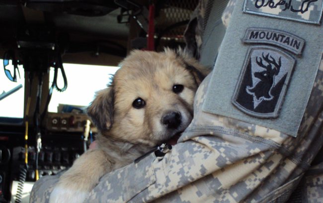 puppy with soldier
