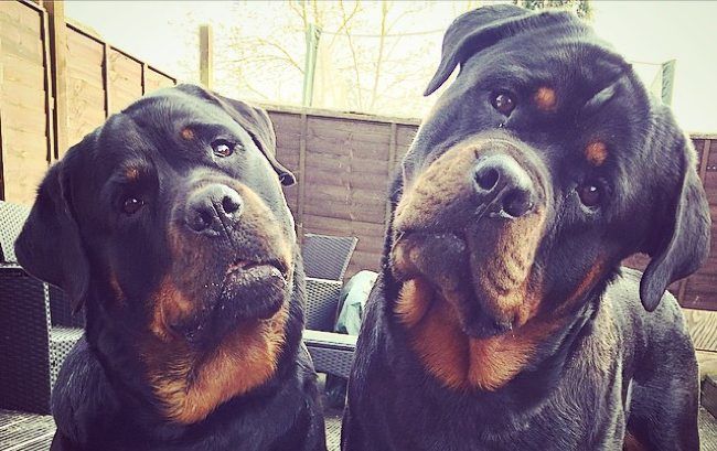rotteweiler brothers
