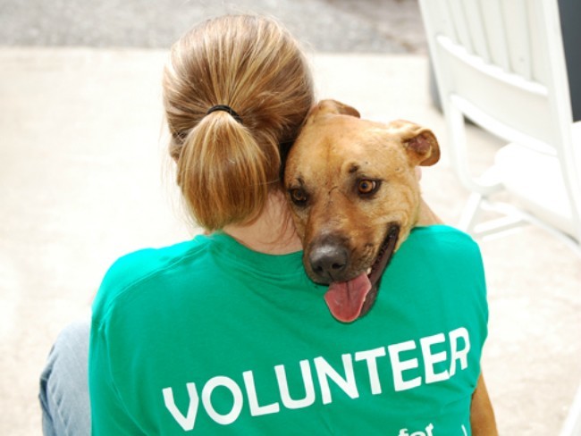shelter_volunteer