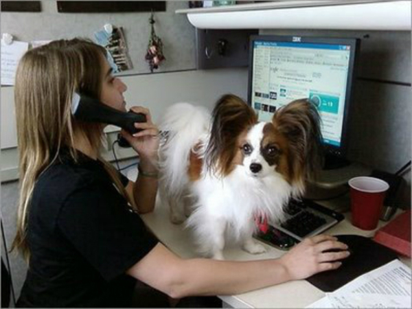 take_your_dog_to_work_day papillon desk woman working