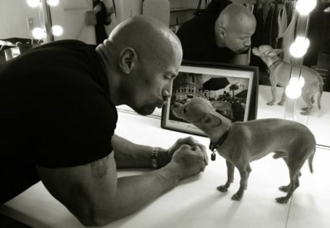 the rock wrestler with chihuahua dog cute