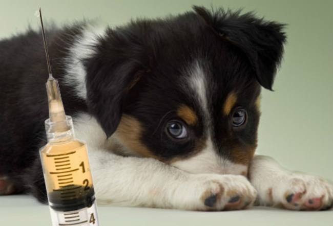 webmd_rm_photo_of_puppy_with_needle1