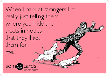dog barks strangers