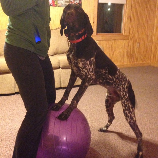 dog_with_exercise_ball