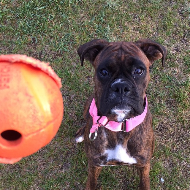 boxer_and_a_ball