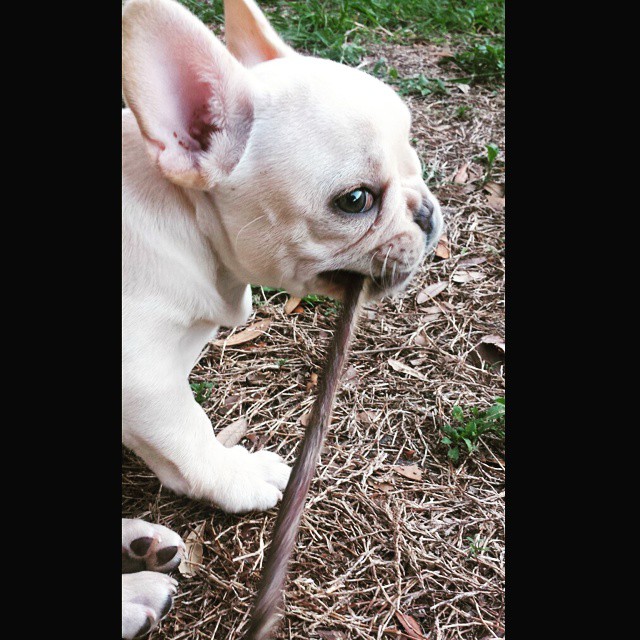 puppy_with_a_stick