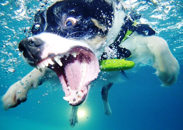 Dog scared swimming