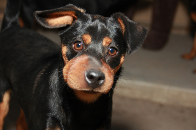 Wasp sting on dog paw outlet treatment