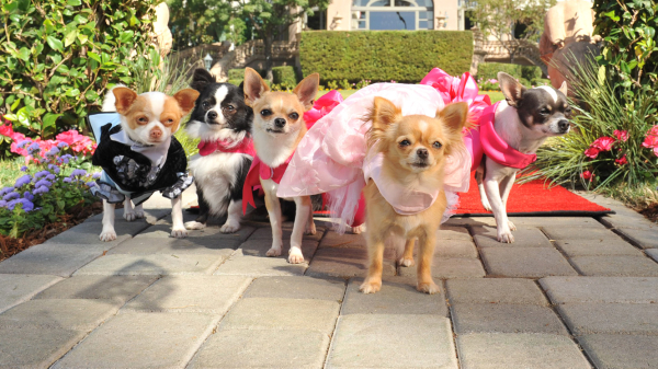 BEVERLY HILLS CHIHUAHUA 3 puppies dogs la