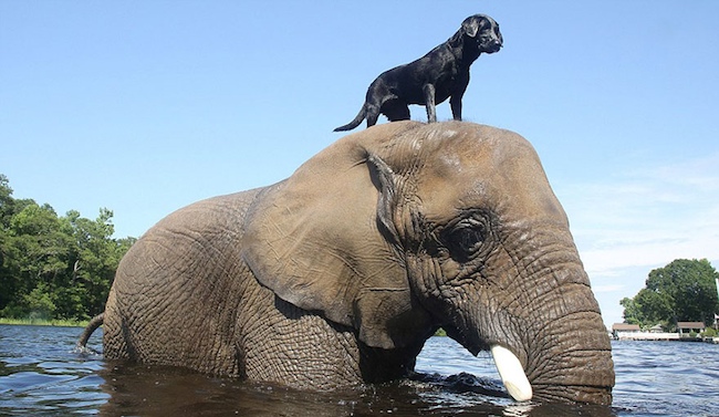 Bubbles the Elephant and Bella the Dog