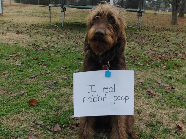 eating rabbit poop
