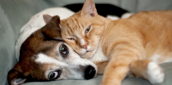 Cute Dog and Cat cuddle adorably